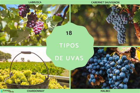 18 tipos de uvas Guía completa