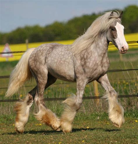 16 best Amazing horse Breeds and Colors images on Pinterest | Beautiful horses, Pretty horses ...