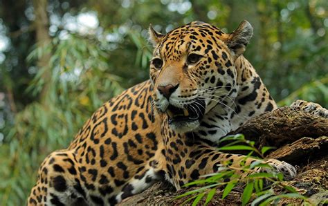 Picture Jaguars Animals