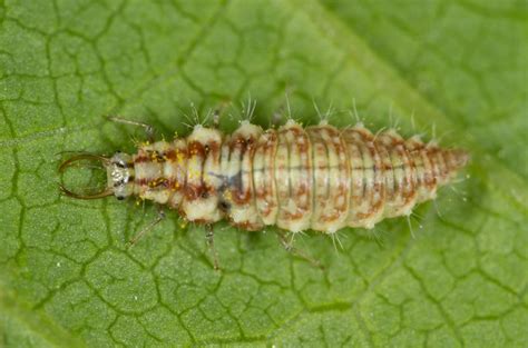 Larva de Chrysopidae - 207026 - Biodiversidad Virtual / Invertebrados