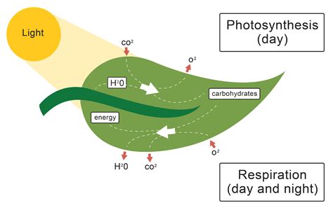 FUNGSI CO2 DALAM PROSES FOTOSINTESIS - The Last Wizard Century