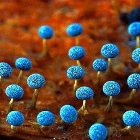 Blue fungi | Paddestoelen, Planten, Patronen