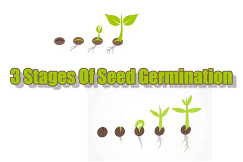 Stages Of Seed Germination Worksheet