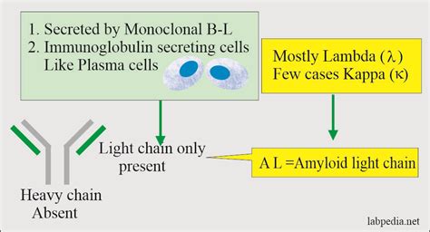 What Is Lambda Light Chain Amyloidosis | Americanwarmoms.org