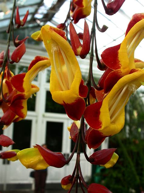 Thunbergia mysorensis (Acanthaceae) image 16840 at PhytoImages.siu.edu