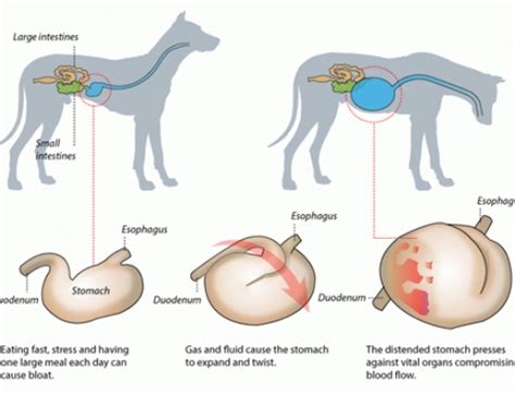 Gastric Dilatation and Volvulus – Collie Health Foundation