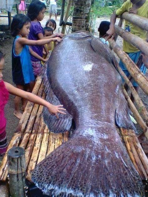 Giant Lapu-lapu fish found in Antique