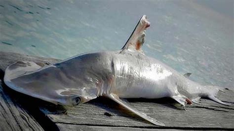 Descubren una nueva especie de tiburón martillo en el Caribe