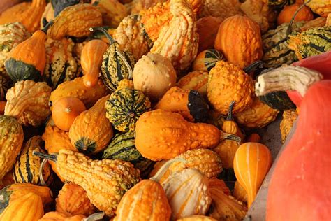 HD wallpaper: gourds, fall, harvest, food and drink, healthy eating, large group of objects ...