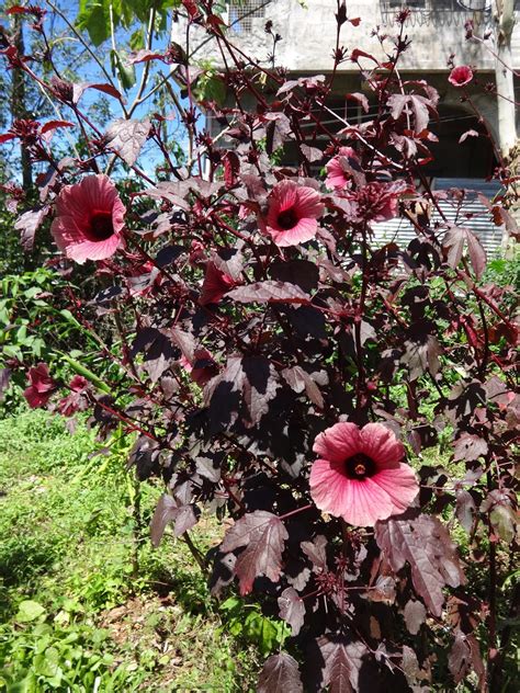 Herbs from Distant Lands: Hibiscus acetosella - Cranberry Hibiscus