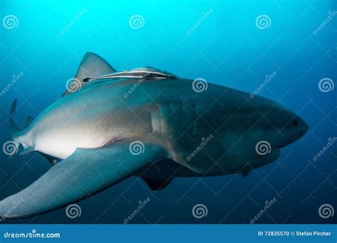 Giant bull shark stock photo. Image of underwater, beach - 72835570