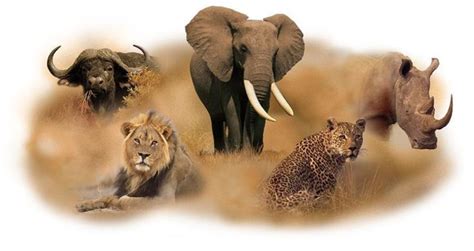 The Big Five animals | Incredible Kenya Adventures