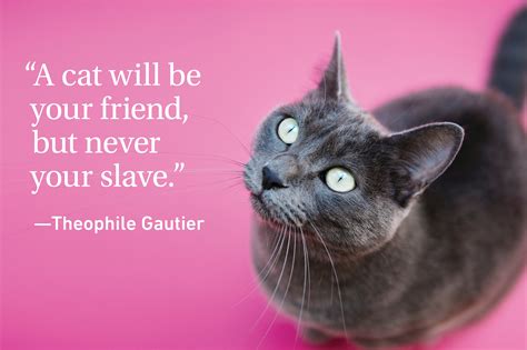 Cat Quotes Every Cat Owner Can Appreciate | Reader's Digest Canada