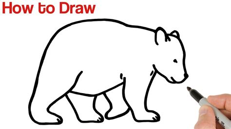 How to Draw a Bear Easy | Animals Drawings for Beginners - YouTube