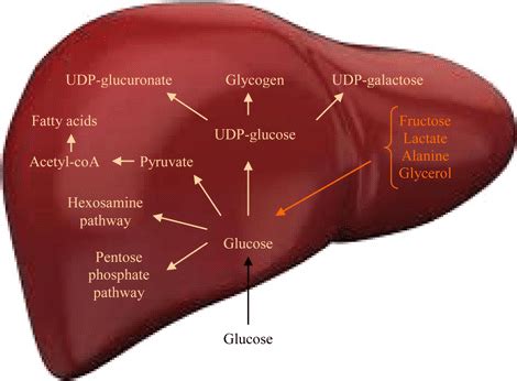 Integrative figure of liver glucose metabolism | Download Scientific Diagram