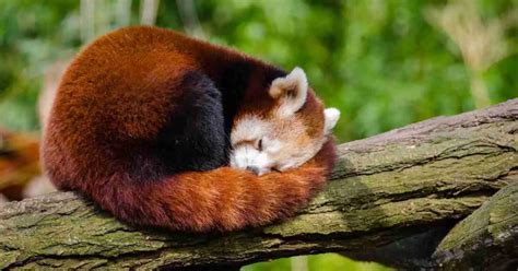 Red Panda Behavior - AnimalBehaviorCorner