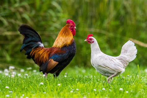 Hen And Rooster Photograph by Paul Freidlund