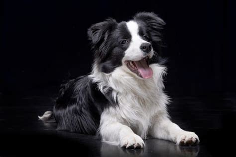 Border collie mix lifespan