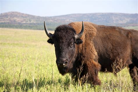 Buffalo the American Bison | HistoryNet