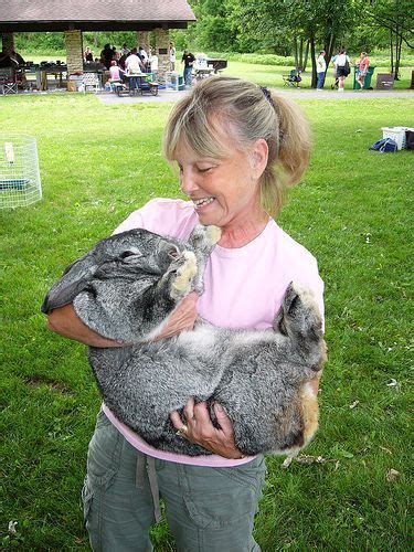 How to Raise Flemish Giants #Rabbits Meat Rabbits, Raising Rabbits ...