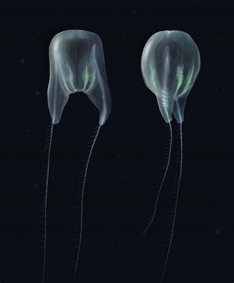 New Species of Comb Jelly near Puerto Rico | WordlessTech