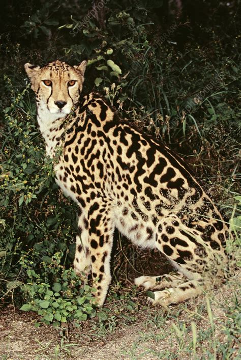 King cheetah - Stock Image - Z934/0479 - Science Photo Library