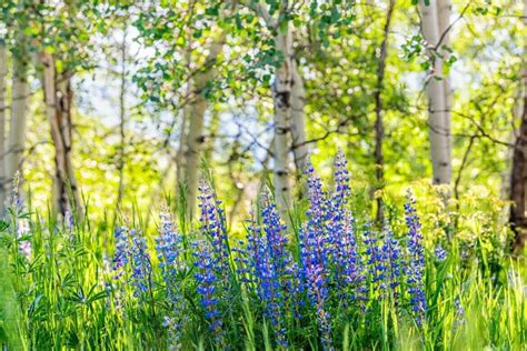 Lupine Flower Meaning and Symbolism (Essential Guide) - Petal Republic