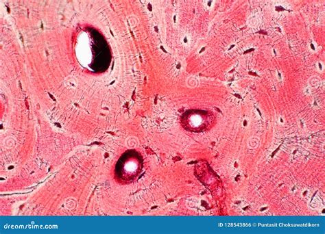 Histology Of Human Compact Bone Tissue Under Microscope View For Royalty-Free Stock Image ...