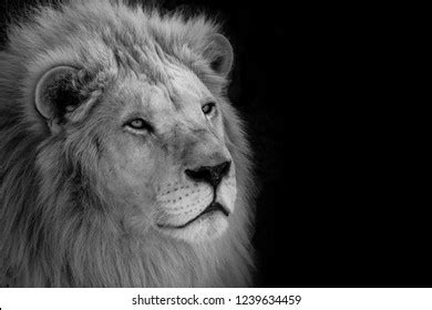 Majestic Lion Black White Stock Photo (Edit Now) 1239634459