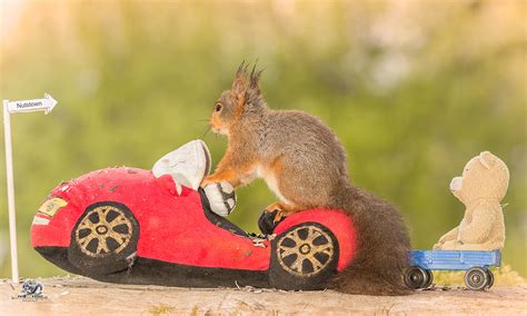 wrong direction | close up of red squirrel driving a car wit… | Flickr