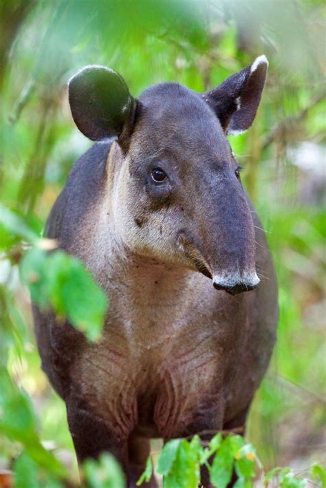 Baird's Tapir | Corcovado National Park, Costa Rica | Jim Goff | Flickr