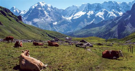 Self Guided Berner Oberland Trekking | Ryder Walker