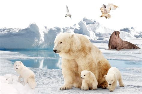 Arctic Ocean Animals And Plants - vrogue.co