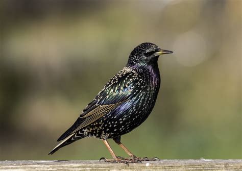 A wildlife expert reveals ten beautiful birds you can spot in London