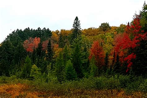 A GROWING CONCERN: The science behind those breathtaking autumn colors | Peninsula Daily News