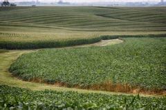 Iowa Cornfields stock image. Image of color, field, iowa - 26657743