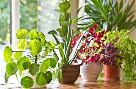 National Movers’ Tips on the Best Way to Move Plants to Your New Home