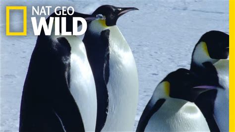 Emperor Penguin Migration | Deep Blue - YouTube