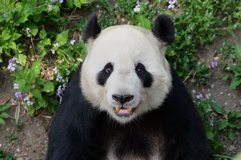 Panda House, Beijing Zoo, China