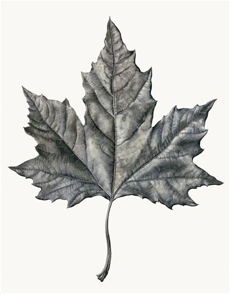 Best 25+ Maple leaf drawing ideas on Pinterest | Fall leaves tattoo ...