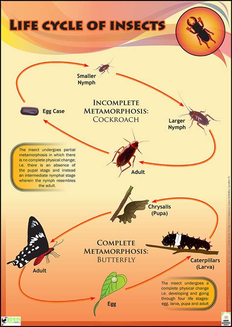 Insect Life Educational posters for Kids & schools