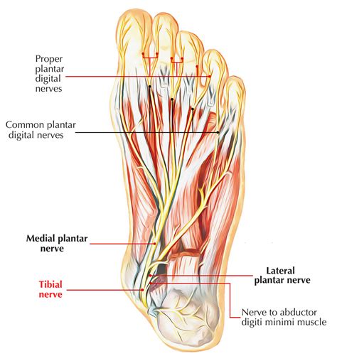 Nerves of Foot – Earth's Lab