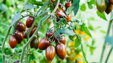 20 Best Indeterminate Tomato Varieties