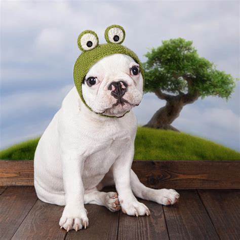 Funny French Bulldog Puppy Photograph by Maika 777