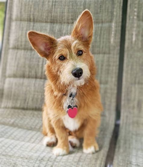 Corgipoo: Corgi & Poodle. - The Dogman