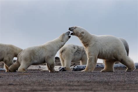 Polar Bears In Alaska, Best Places To See Them