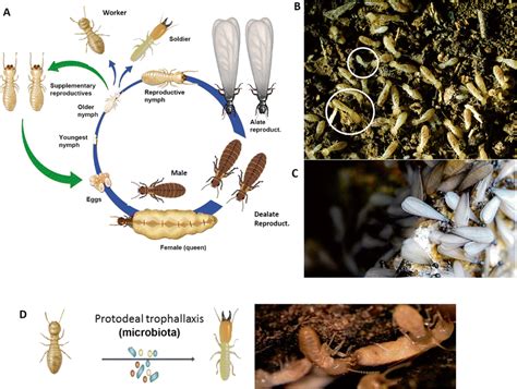 Eusocial termites. a The termite life cycle. b Photo showing a colony... | Download Scientific ...