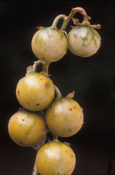 Solanum carolinense (Carolina nightshade): Go Botany