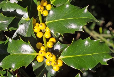 Trees with yellow berries: Common Varieties and Identification Guide