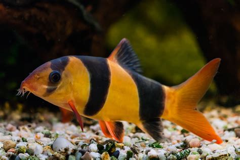 Ron's Cichlids - Plecos, Loaches & Other Fish – Rons Cichlids